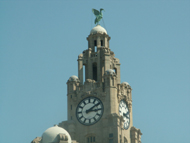 Liver Building